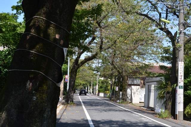 世田谷区（東京都）の空き家事情｜街の特徴と空き家の探し方